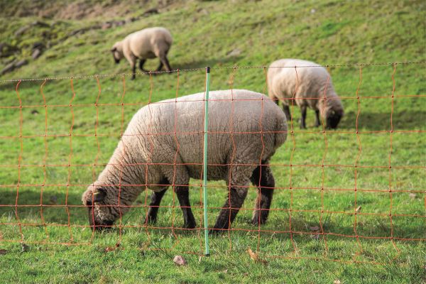 Euronetz für Schafe, 50 m